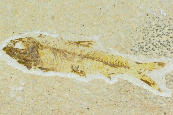 Bargain, Fossil Fish (Knightia) - Wyoming #120615